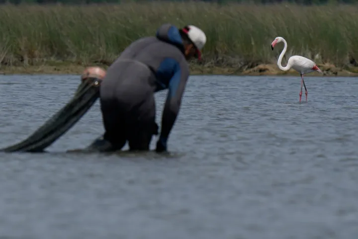 AP A fisherman searches clams next to a flamingo in the Venetian lagoon in Venice