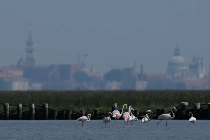 AP A group of flamingos feed in the Venetian lagoon, in Venice