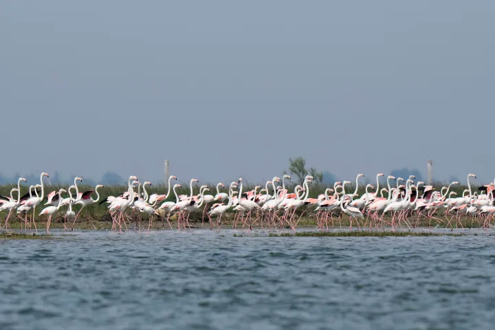 AP A group of flamingos react to human presence by raising their necks