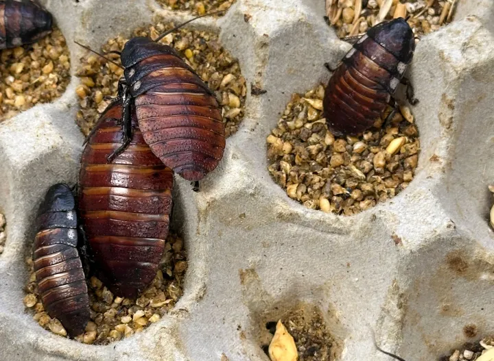 Madagascar hissing cockroaches and dubia cockroaches