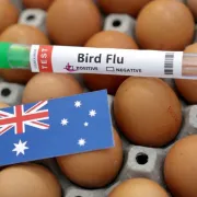 H5N1 australia