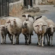 Λέσβος πρόβατα