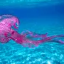 Jellyfish Pelagia noctiluca