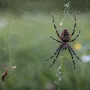 spider