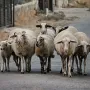 Λέσβος πρόβατα