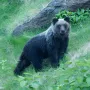 japan bear Ιαπωνία αρκούδες