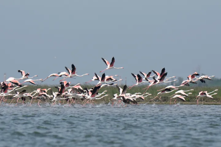 AP A group of flamingos fly in the Venetian lagoon, in Venice, Italy