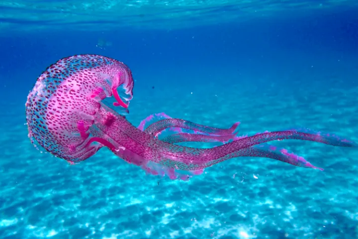 Jellyfish Pelagia noctiluca