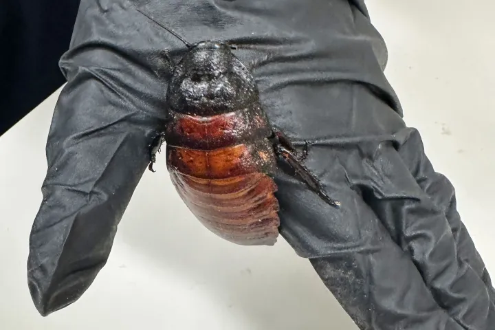 a staff member holding a Madagascar hissing cockroach