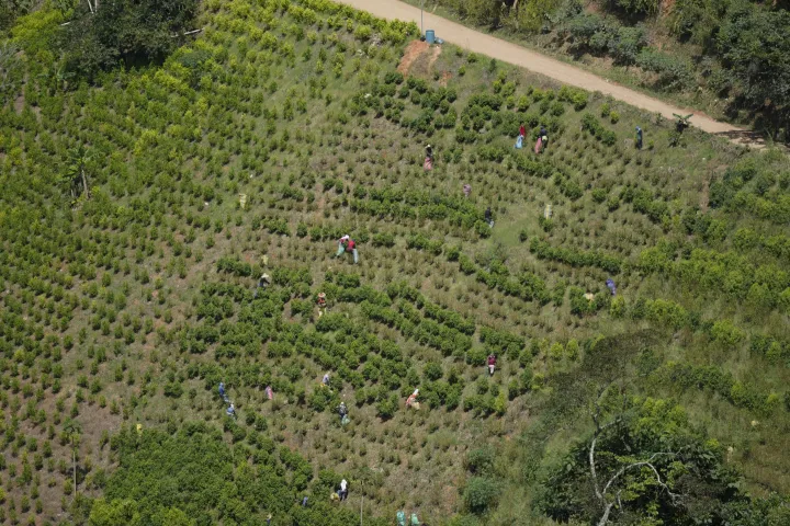 Colombia Cocaine Canyon