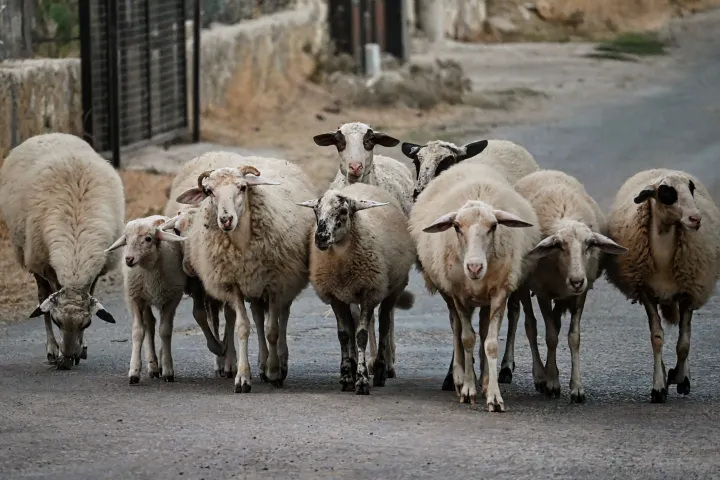 Λέσβος πρόβατα