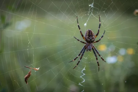 spider