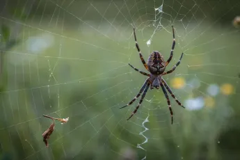 spider