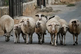 Λέσβος πρόβατα
