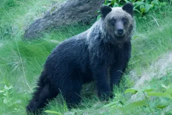 japan bear Ιαπωνία αρκούδες