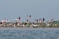 AP A group of flamingos fly in the Venetian lagoon, in Venice, Italy