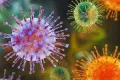 hantavirus
