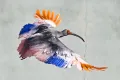 8 crested ibises released in Japan