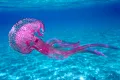 Jellyfish Pelagia noctiluca