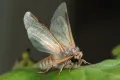 Thaumetopoea pityocampa