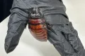 a staff member holding a Madagascar hissing cockroach