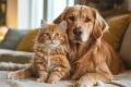 cat and dog