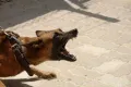 Επίθεση σκύλου