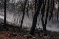 Αποζημειώσεις για πυρόπληκτους
