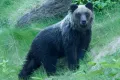 japan bear Ιαπωνία αρκούδες